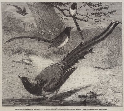 Chinese Magpies in the Zoological Society